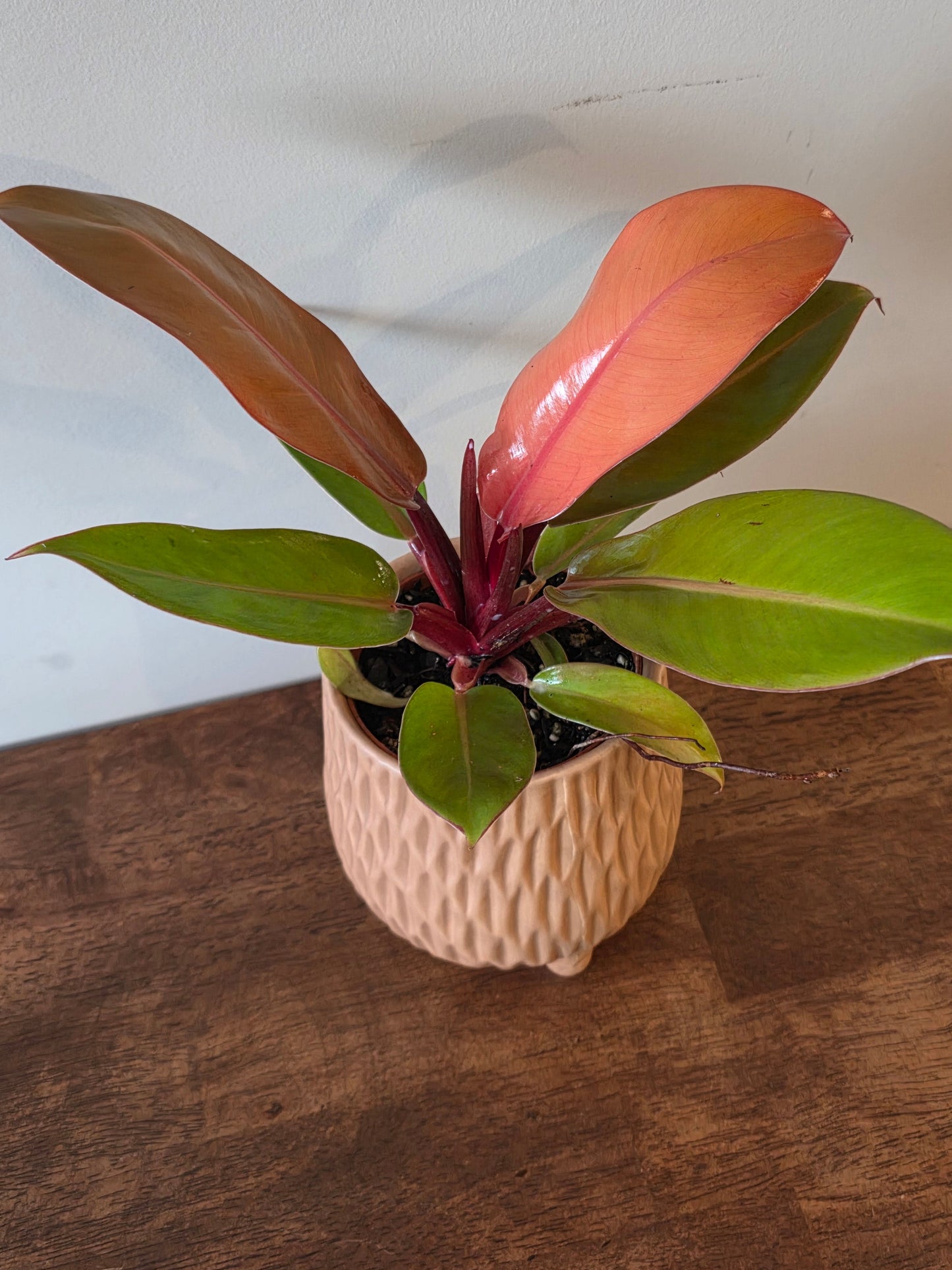 Philodendron McColley's Finale