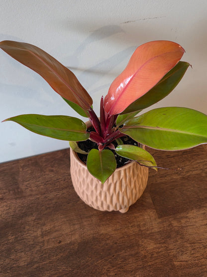 Philodendron McColley's Finale