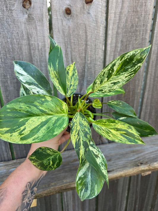 Philodendron Emerald King