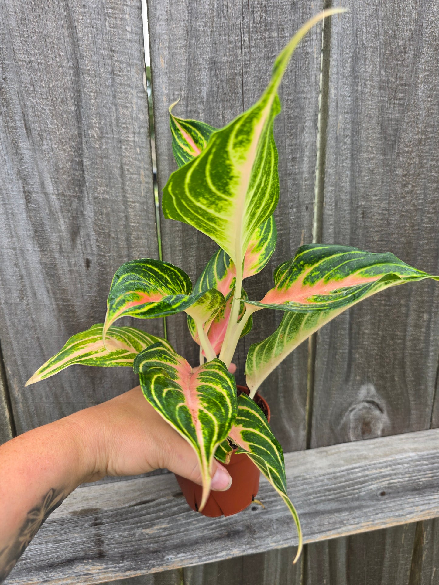 Aglaonema Pink Panama 4"
