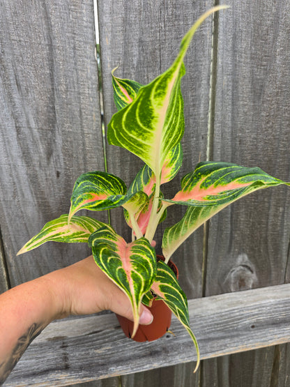 Aglaonema Pink Panama 4"