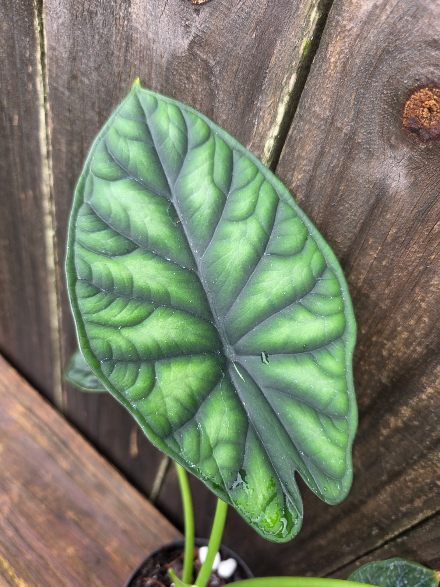 Alocasia Dragon Scale