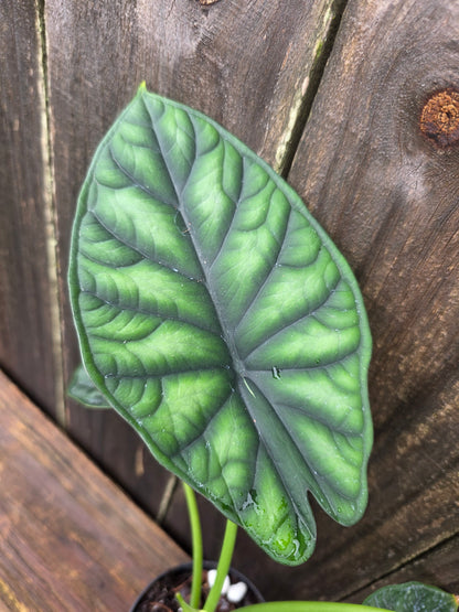 Alocasia Dragon Scale