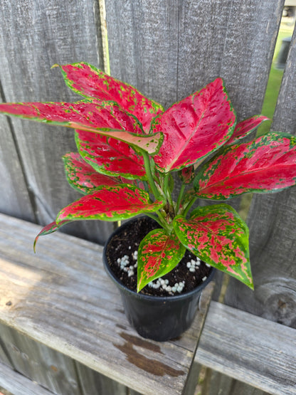 Aglaonema Black Maroon 4"