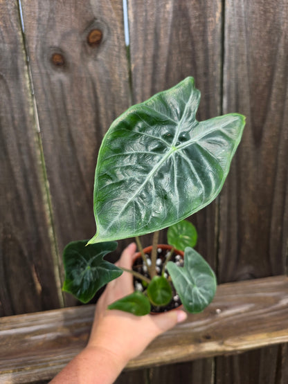 Alocasia Ivory Coast