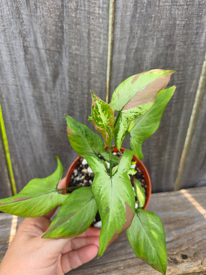 Syngonium Red Spot Tricolor