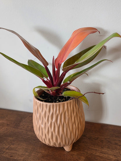 Philodendron McColley's Finale