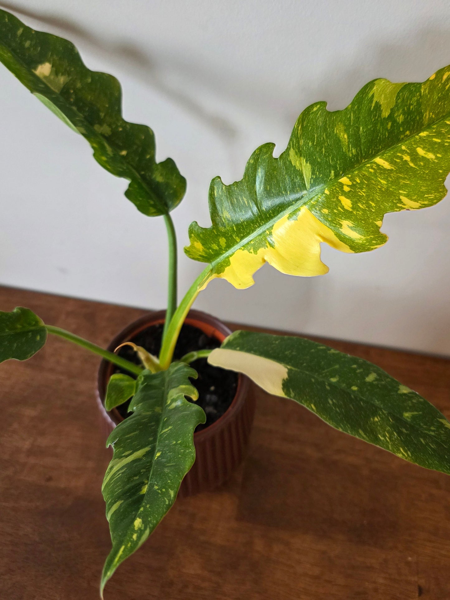 Philodendron Ring of Fire