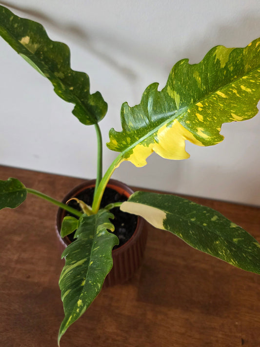 Philodendron Ring of Fire