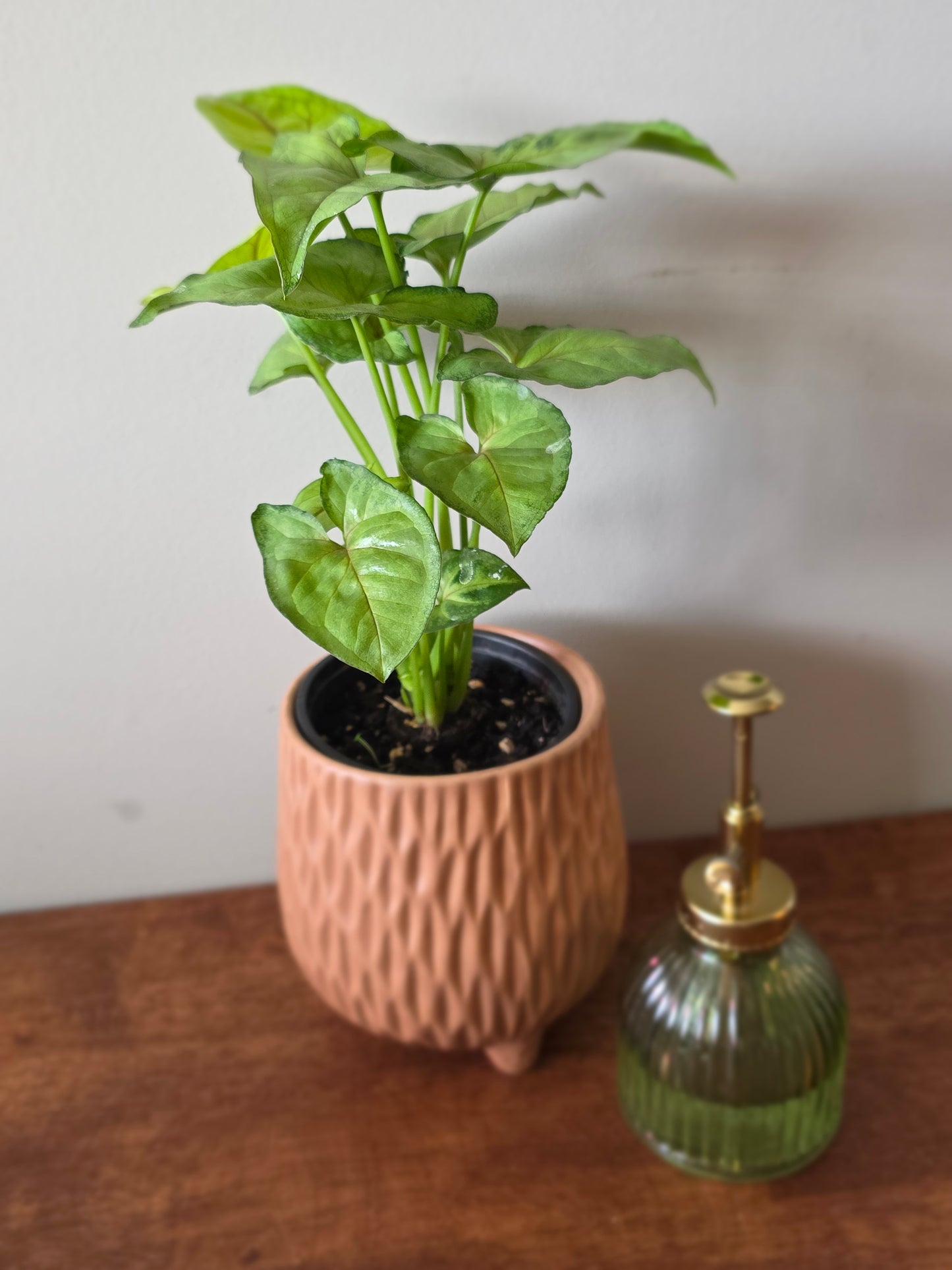 Syngonium Berry Allusion