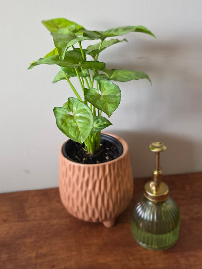 Syngonium Berry Allusion