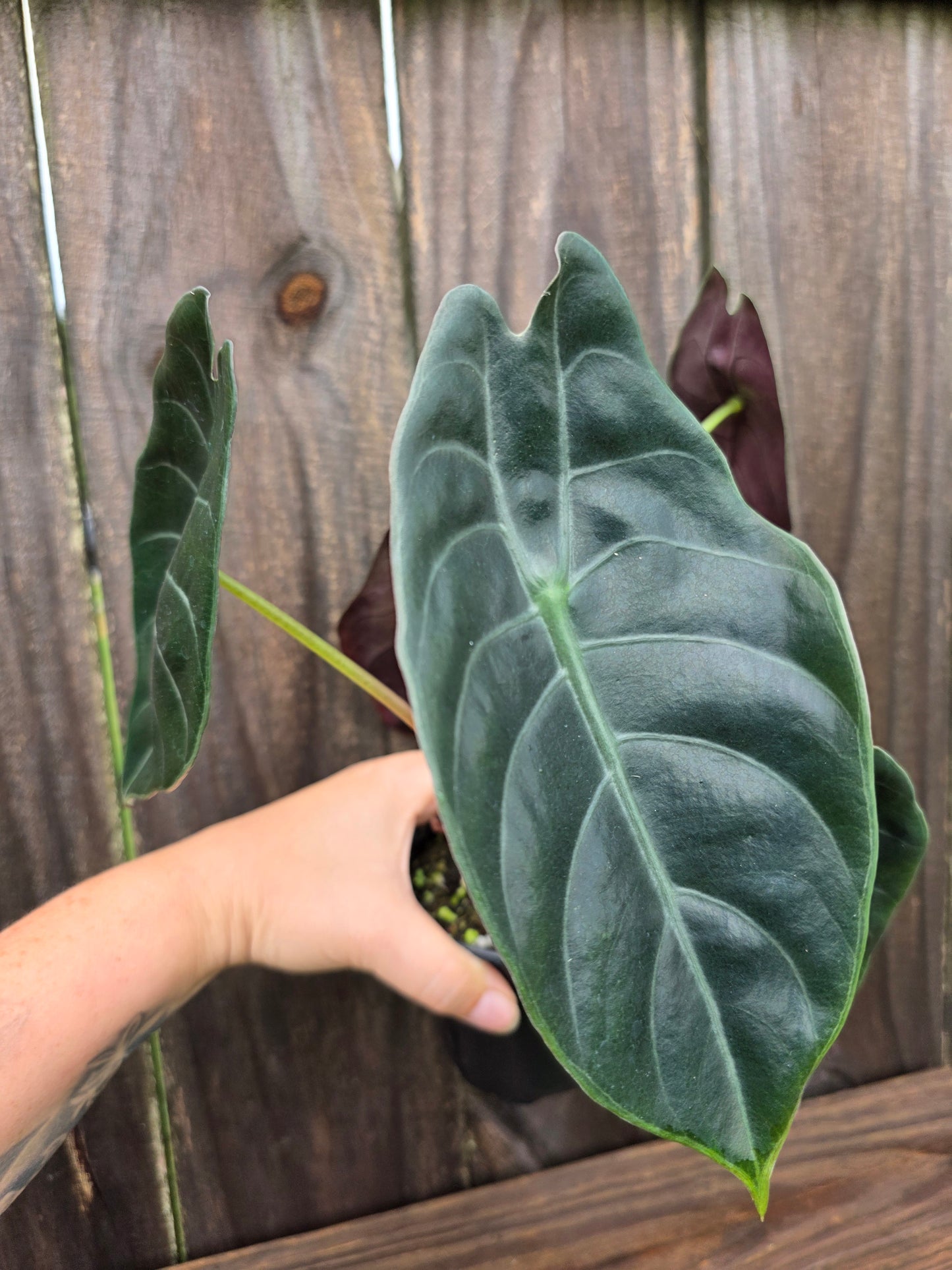 Alocasia Sendenii