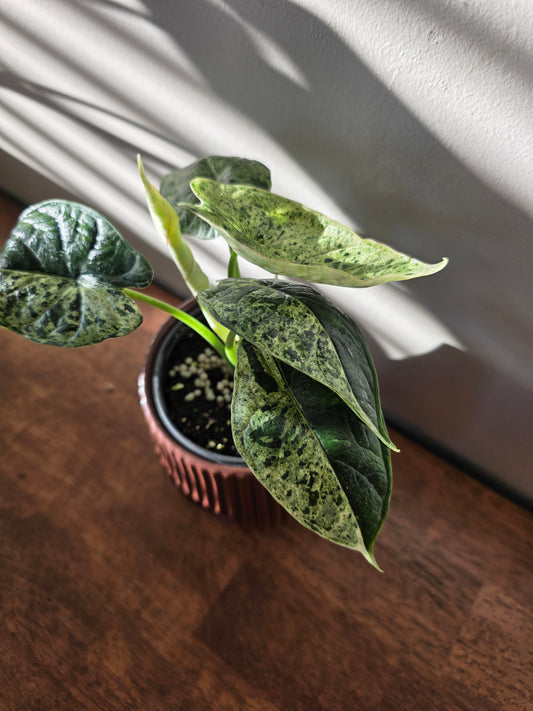 Alocasia Dragon Scale Mint