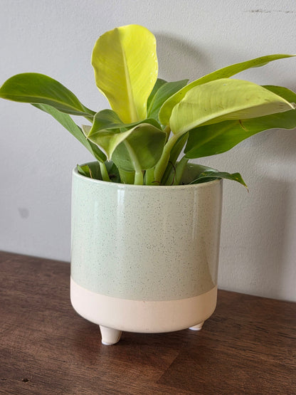 Philodendron Moonlight