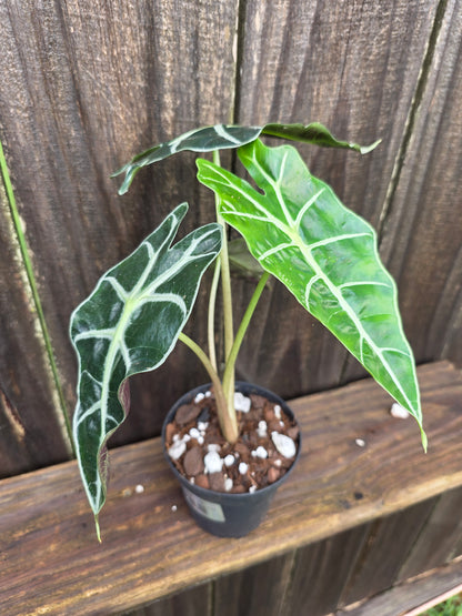 Alocasia Polly