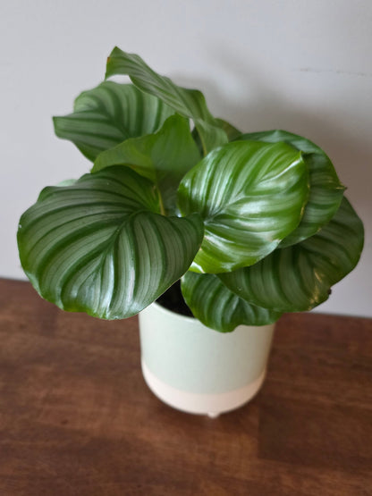 Calathea Orbifolia