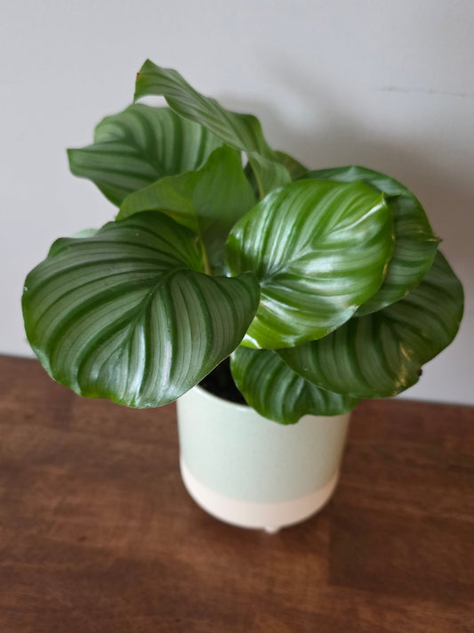 Calathea Orbifolia