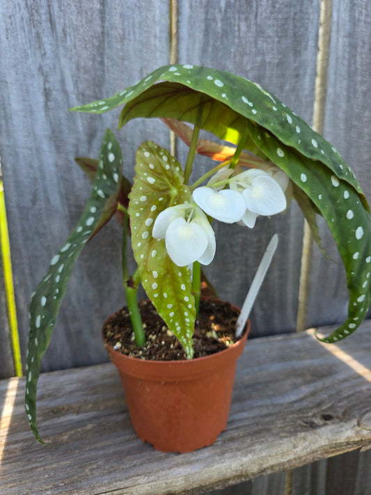 Begonia Harmony's Eric Seel 4"