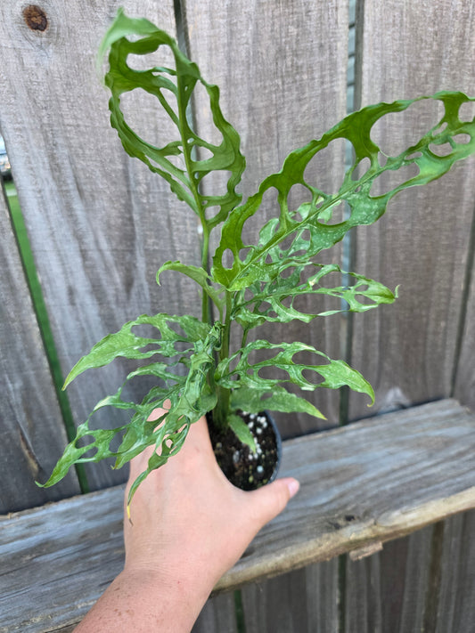 Monstera Obliqua Peru 4"