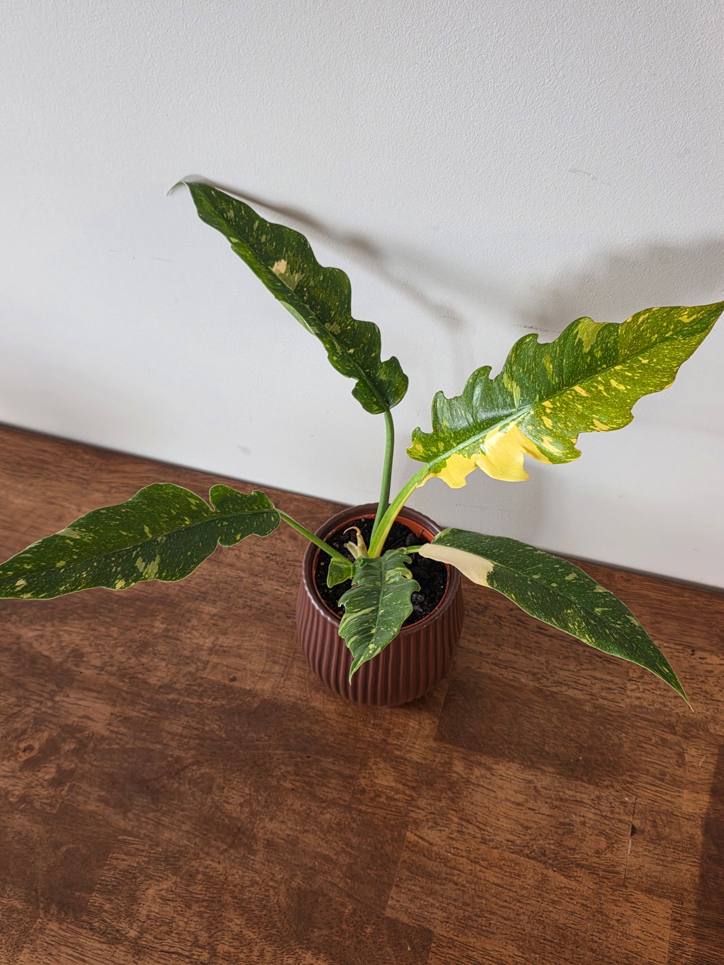 Philodendron Ring of Fire