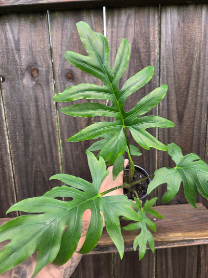 Alocasia Brancifolia
