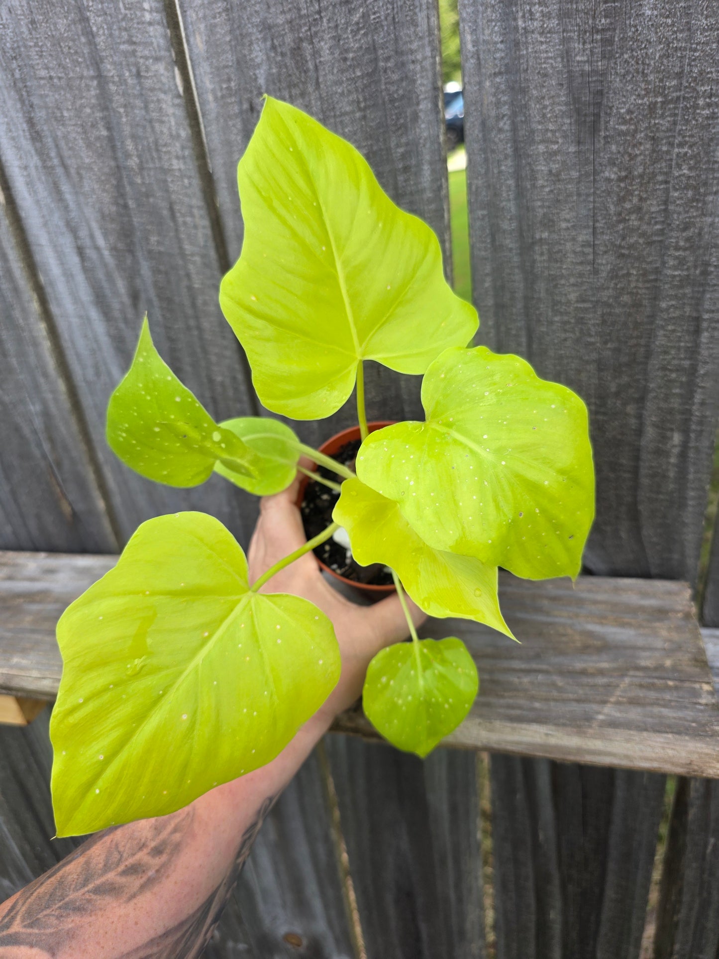 Philodendron Warscewiczii Aurea 4"