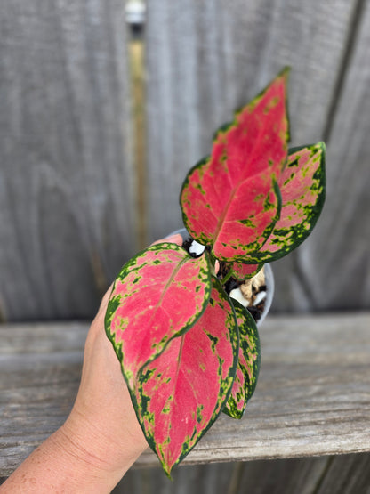 Aglaonema Super Pink 4"