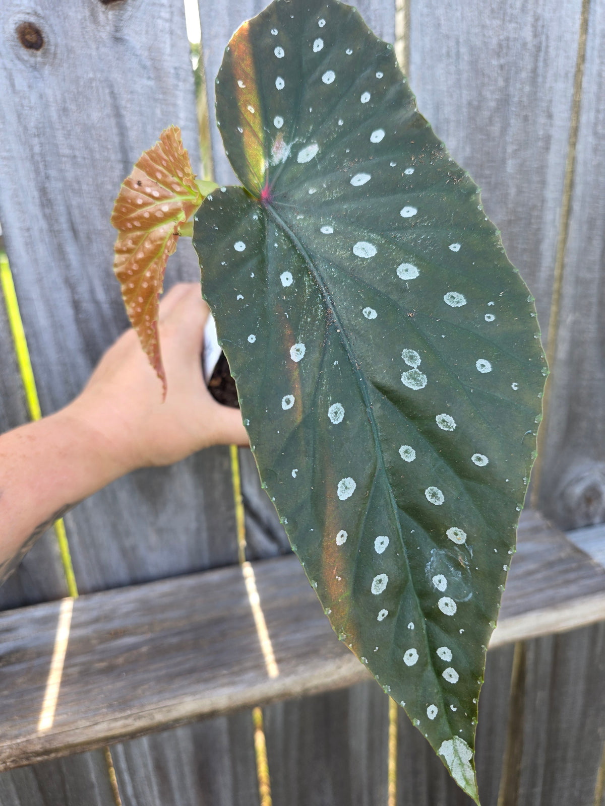 Begonia Harmony's Godzilla 4"