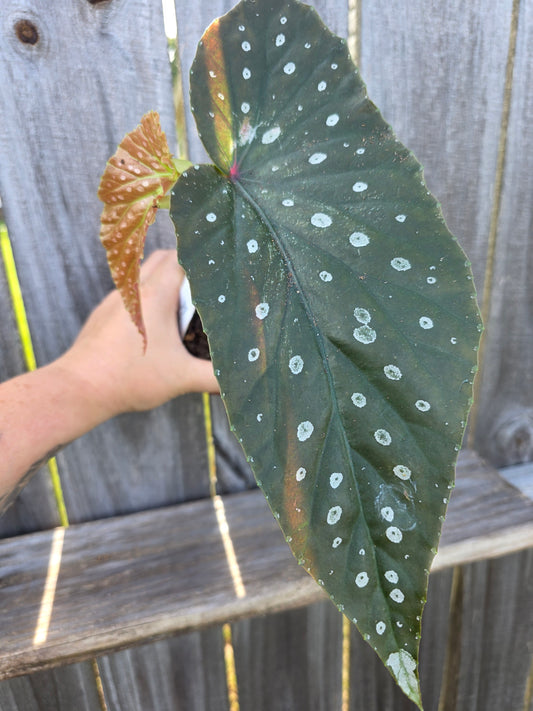 Begonia Harmony's Godzilla 4"