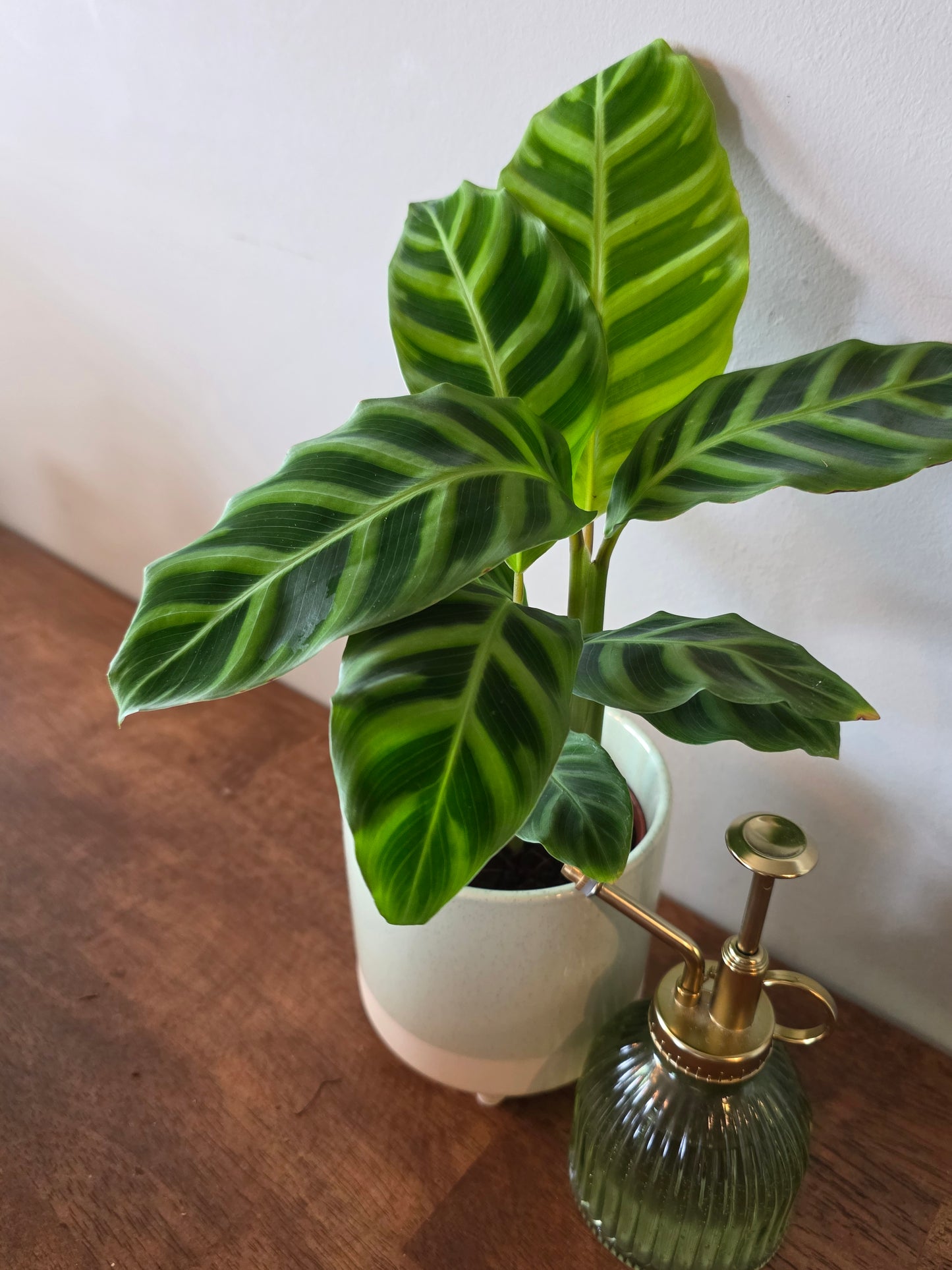 Calathea Zebrina
