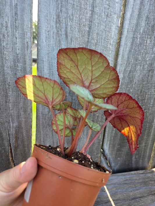 Begonia Harmony's Oteka 4"