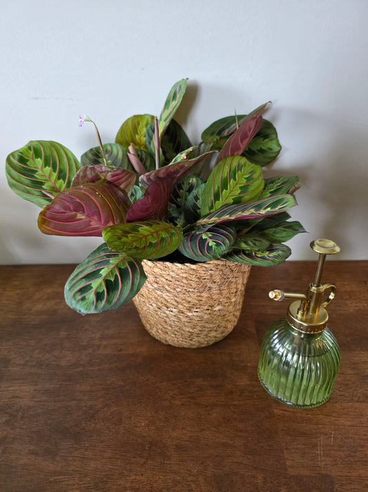Maranta Leuconeura (Red)