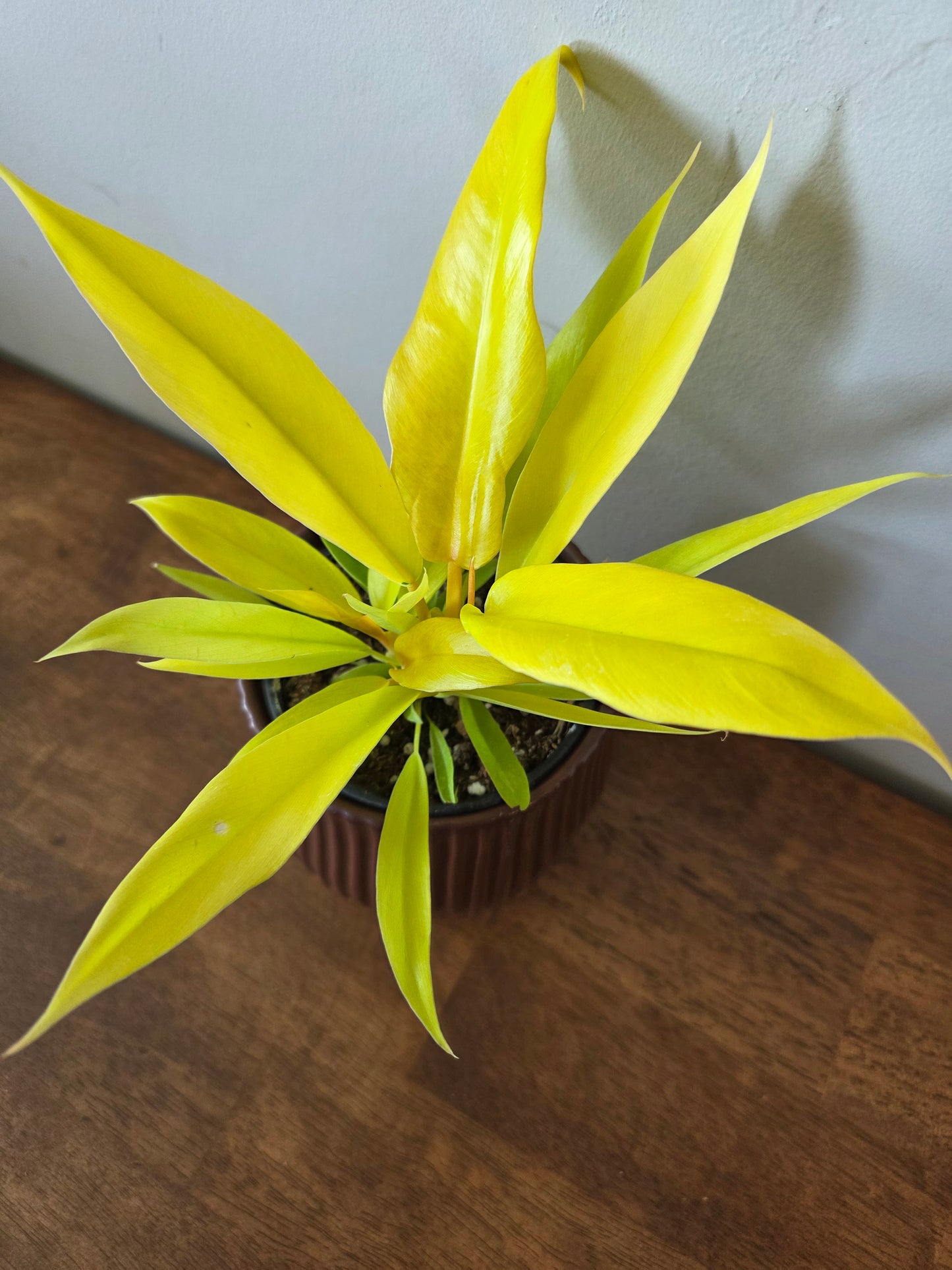 Philodendron Golden Crocodile