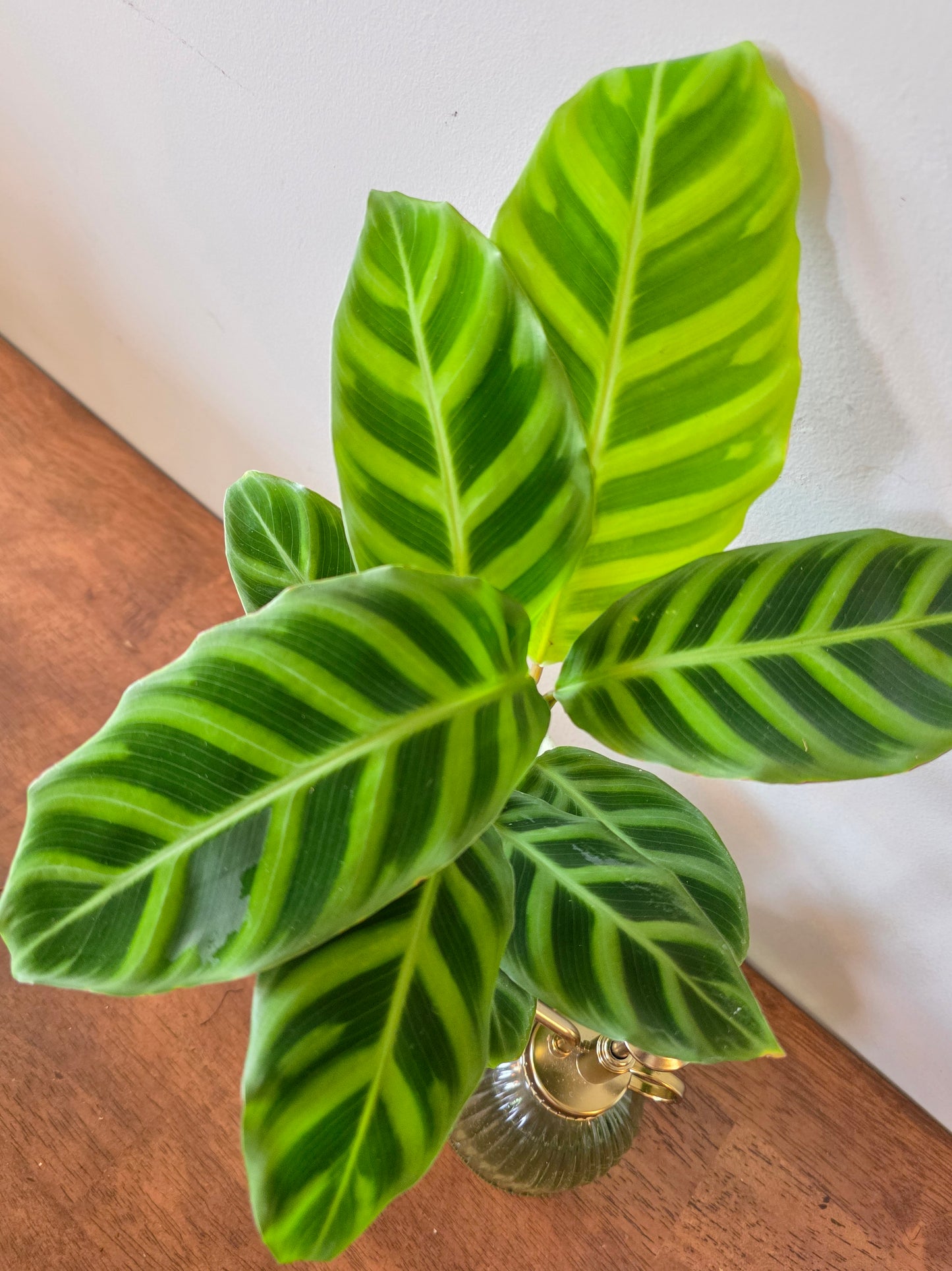 Calathea Zebrina