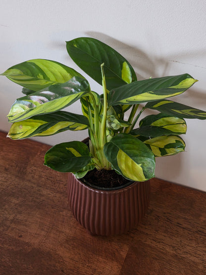 Ctenanthe Golden Mosaic