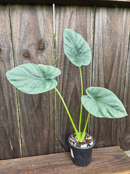 Alocasia Clypeolata