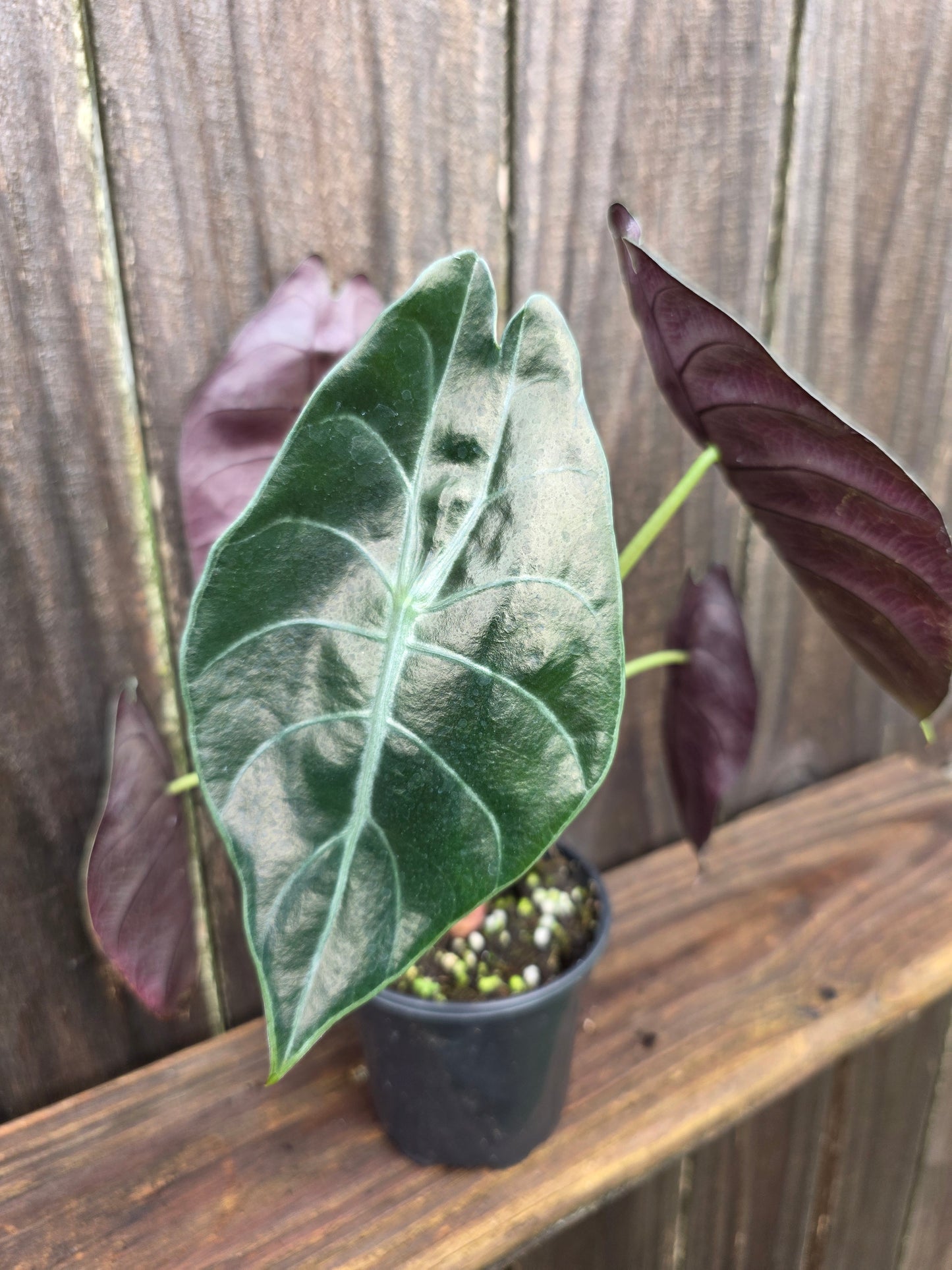 Alocasia Sendenii
