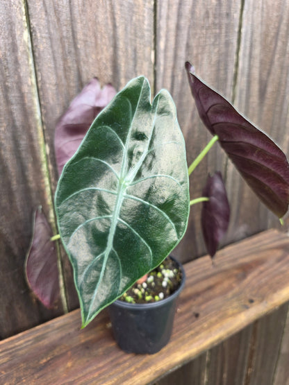 Alocasia Sendenii
