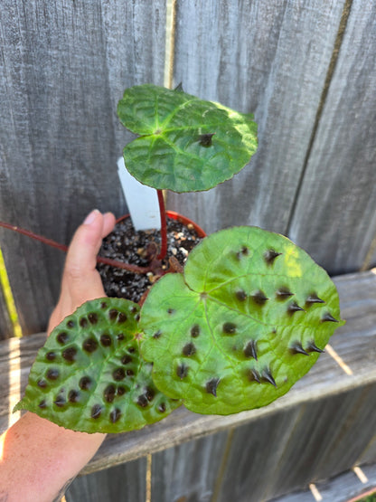 Begonia Ferox 4"