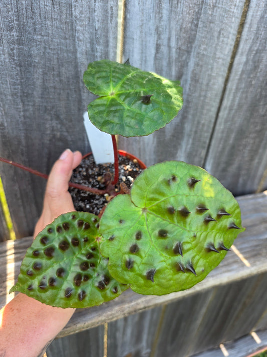 Begonia Ferox 4"