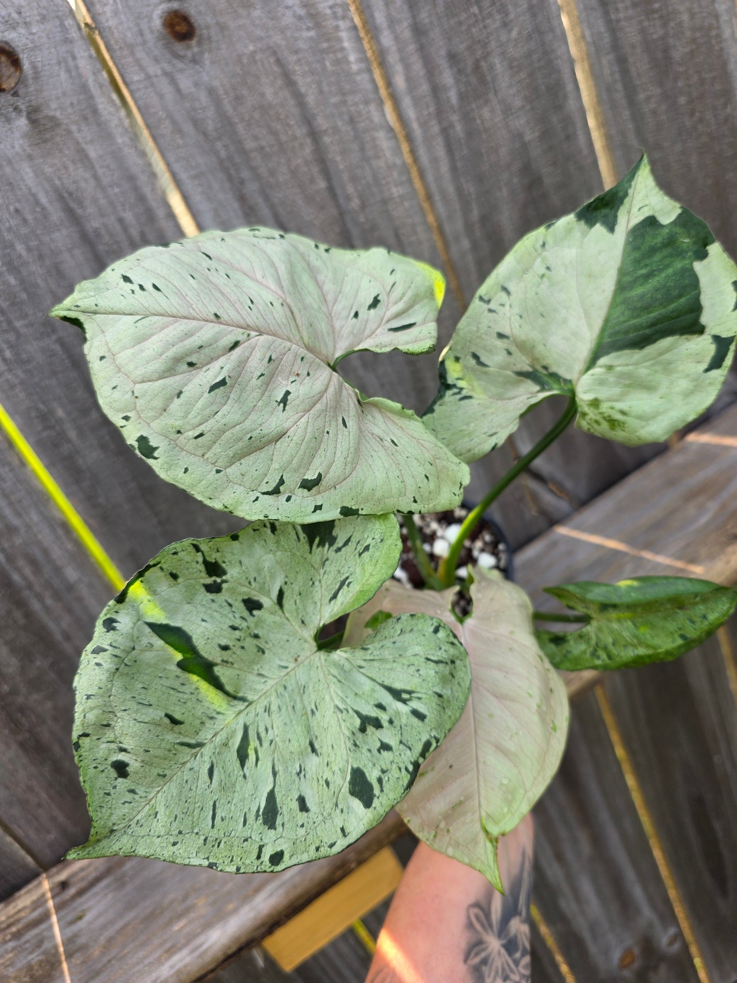 Syngonium Green Splash