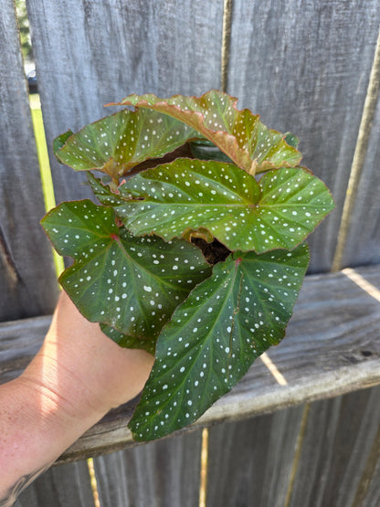 Begonia Harmony's Rain Dance 4"