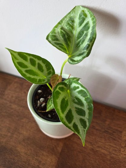 Anthurium Silver Blush