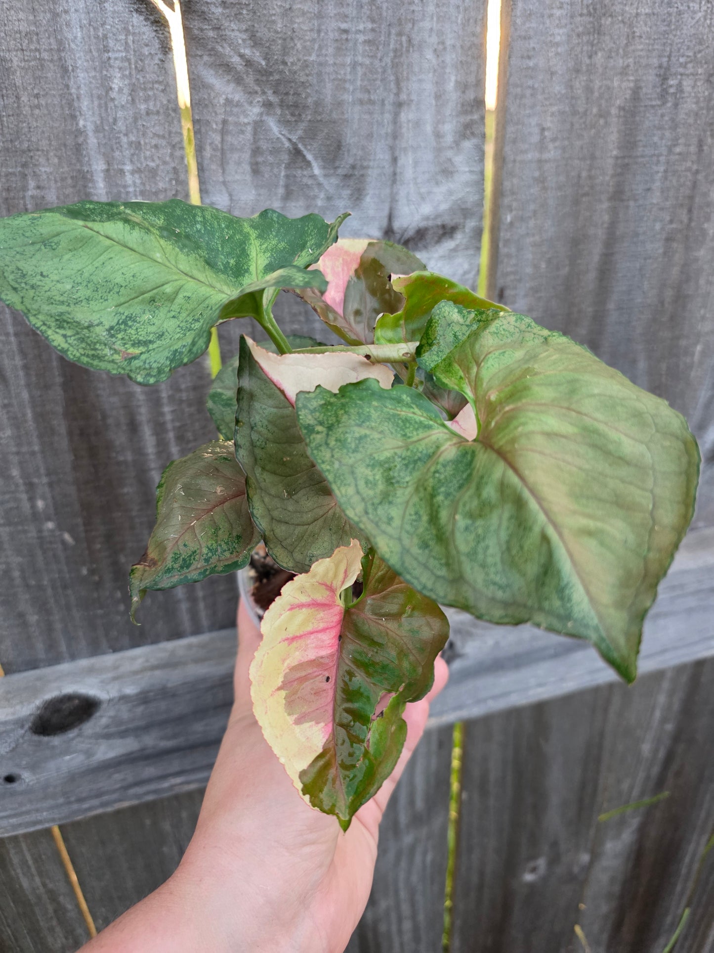Syngonium Strawberry Ice