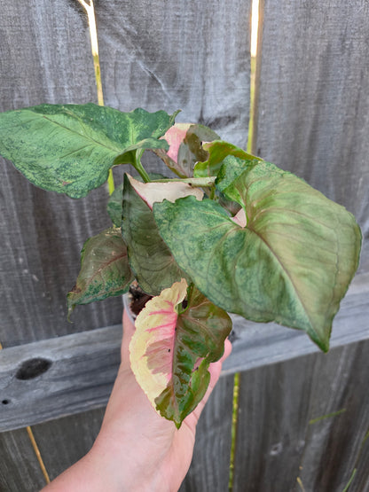 Syngonium Strawberry Ice