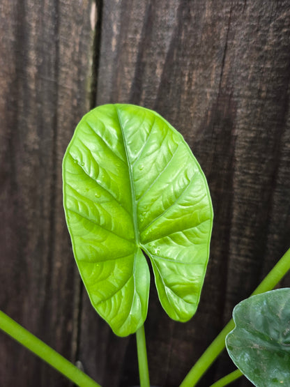 Alocasia Lukiwan