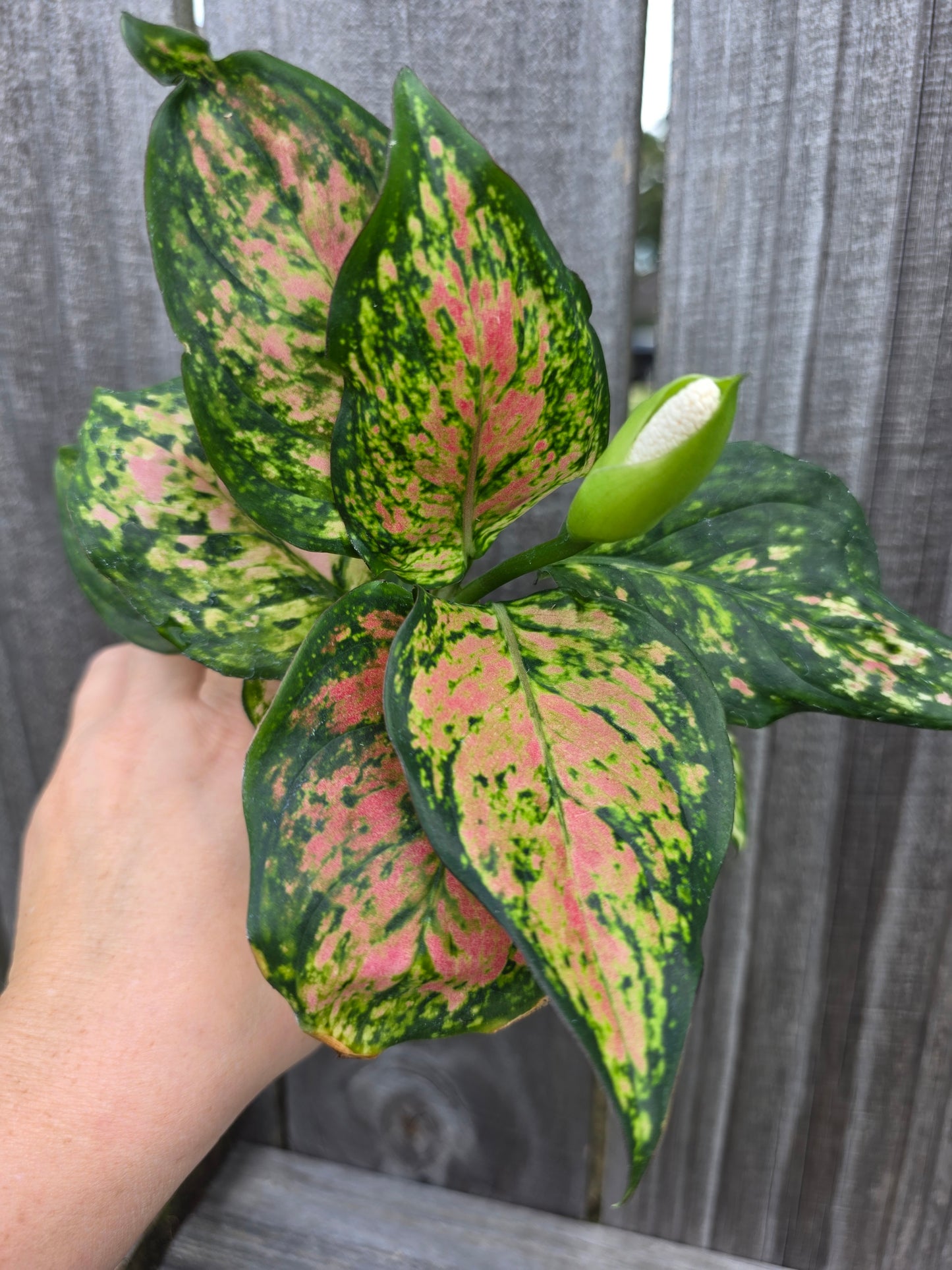 Aglaonema Katrina 4"