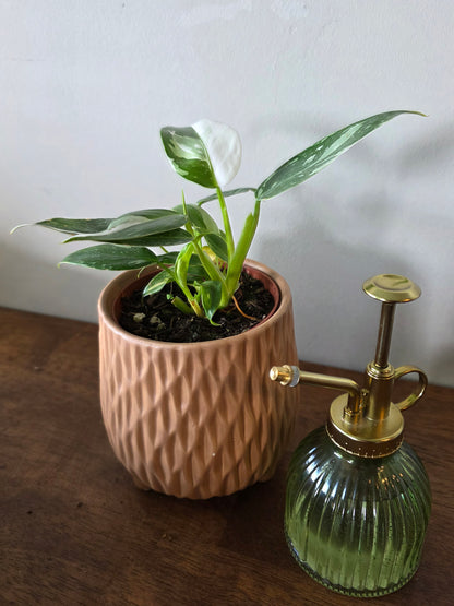 Philodendron White Princess