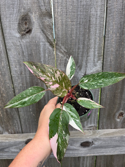 Philodendron Pink Princess Marble