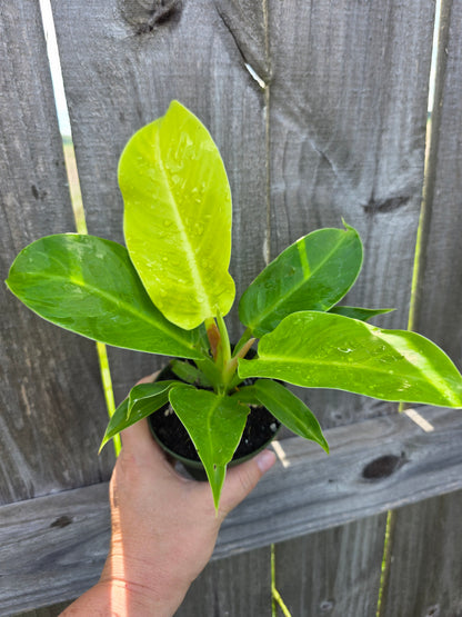 Philodendron Moonlight